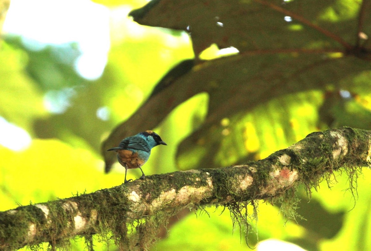 Golden-naped Tanager - ML617611445