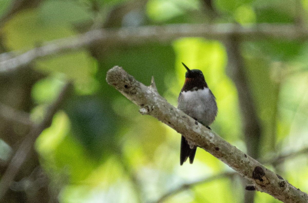 Ruby-throated Hummingbird - ML617611456