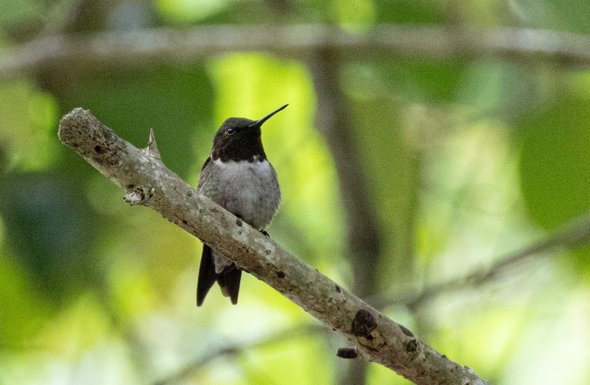 Ruby-throated Hummingbird - ML617611457