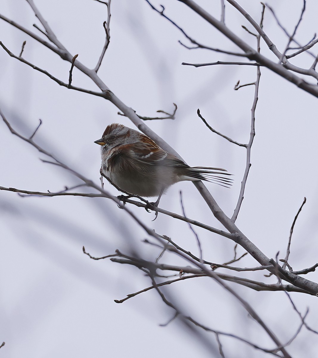 American Tree Sparrow - ML617611478