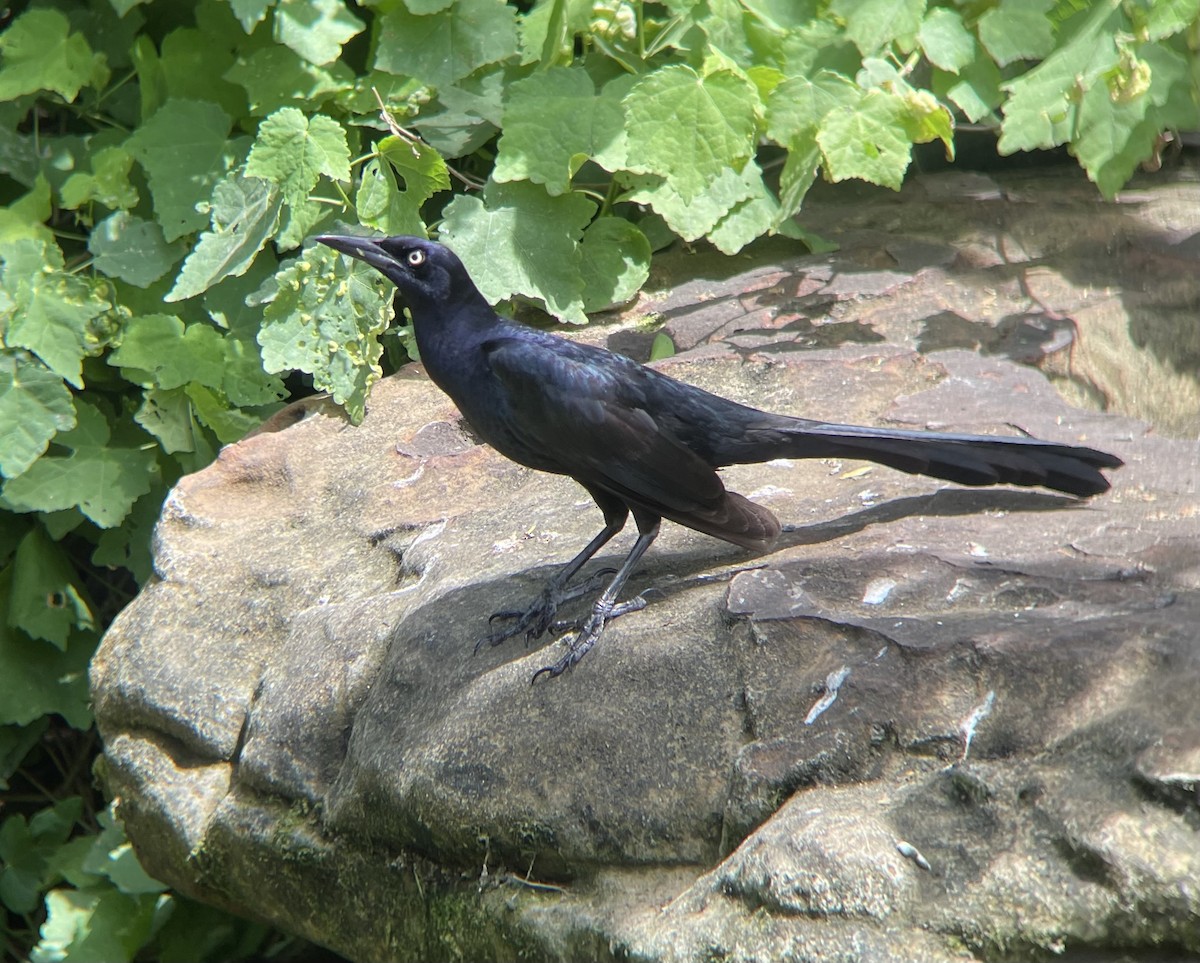 Great-tailed Grackle - ML617611495