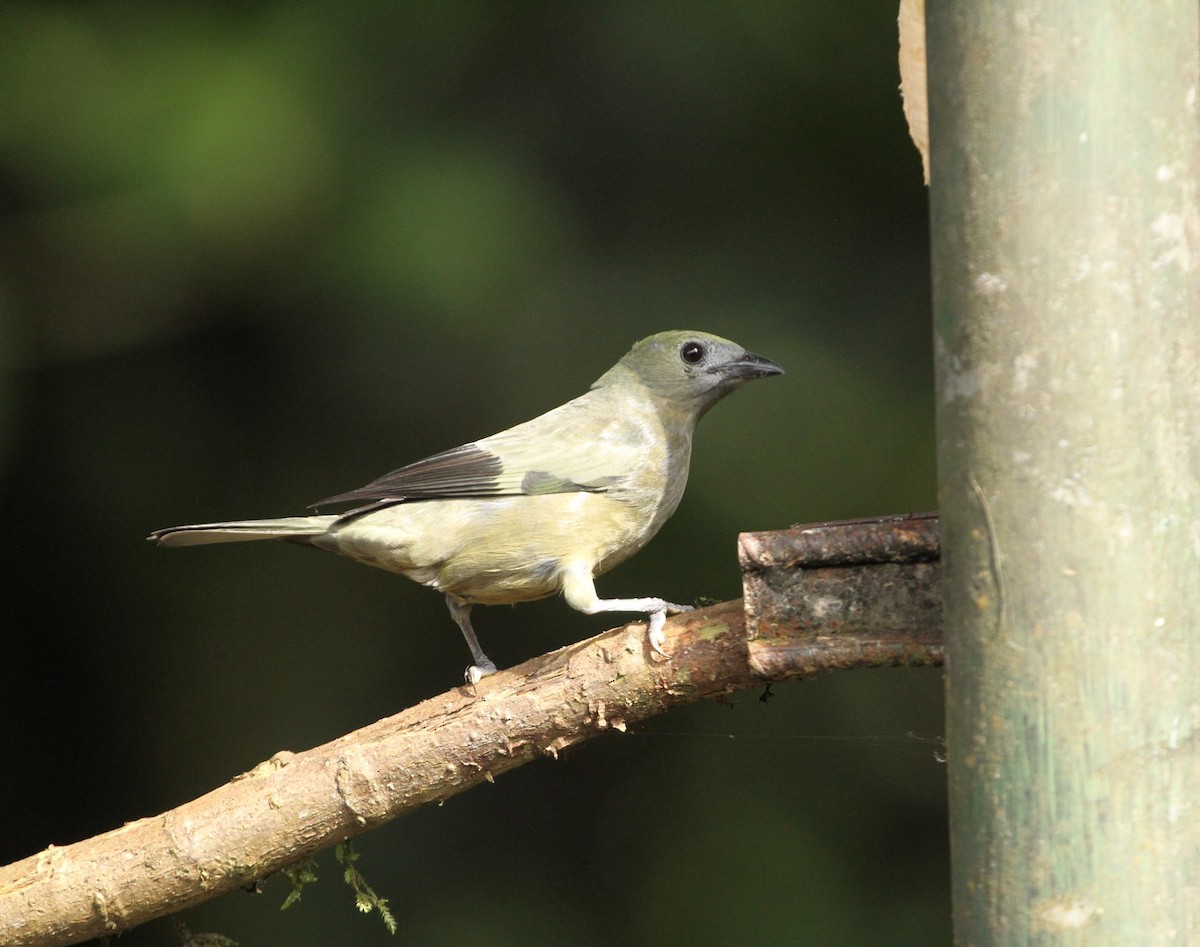 Palm Tanager - ML617611542