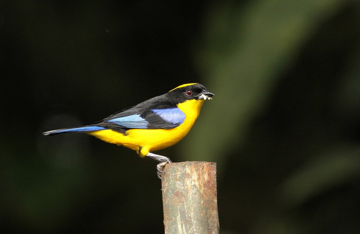 Blue-winged Mountain Tanager - ML617611573