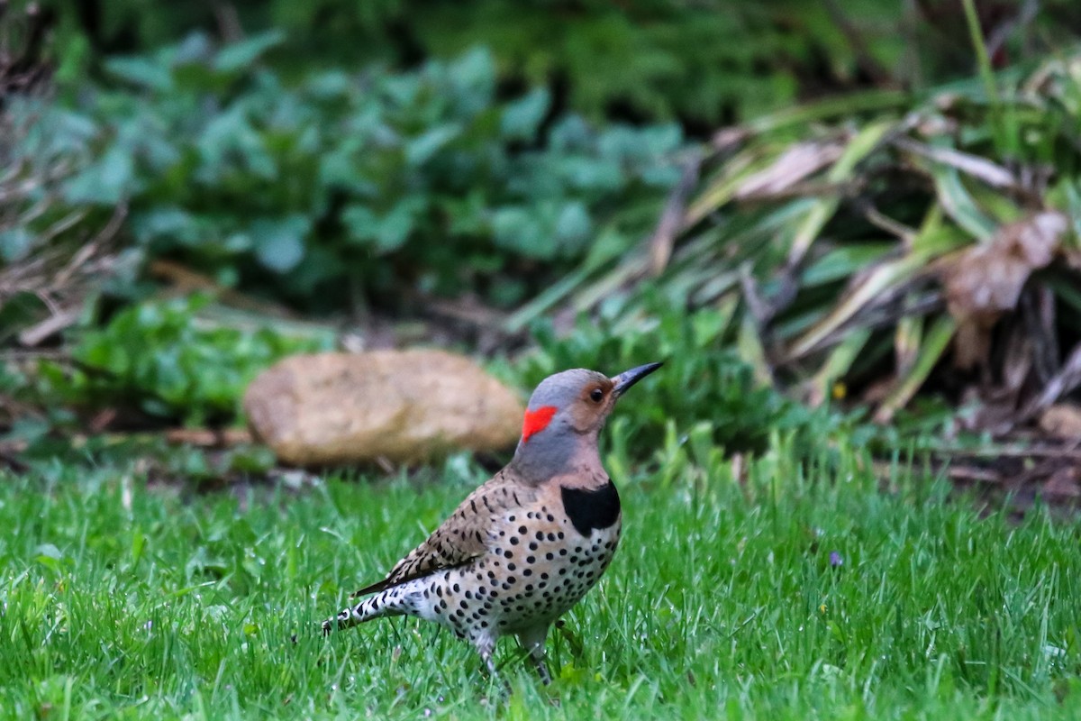 Northern Flicker (Yellow-shafted) - ML617611576