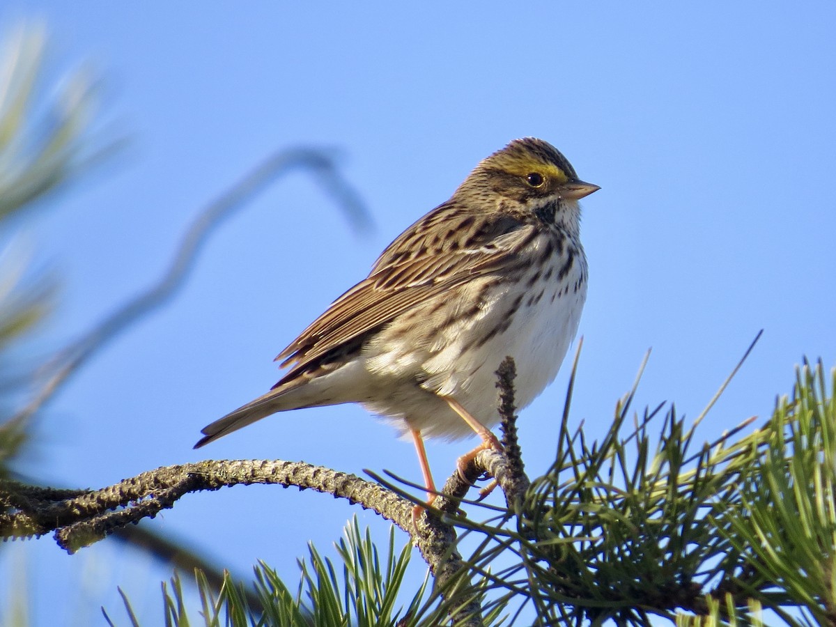 Savannah Sparrow - ML617611578