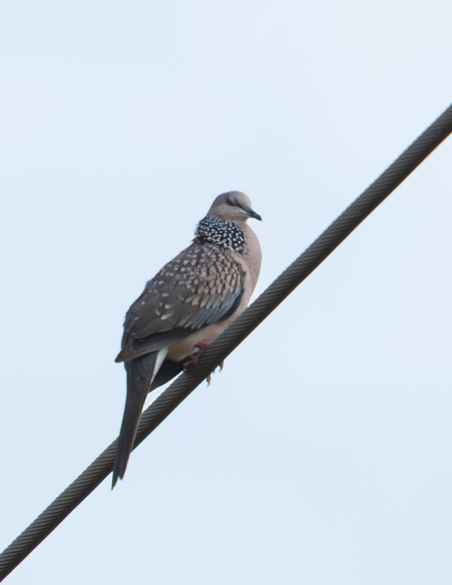 Spotted Dove - ML617611585
