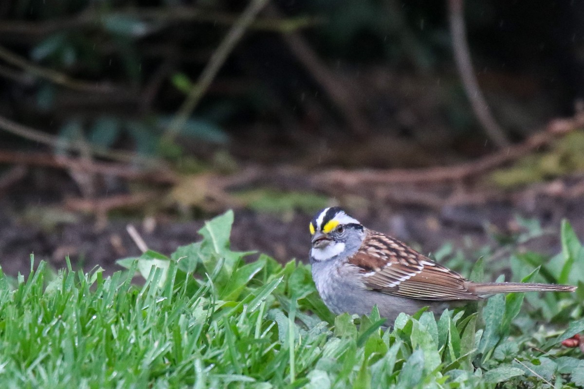 White-throated Sparrow - ML617611586