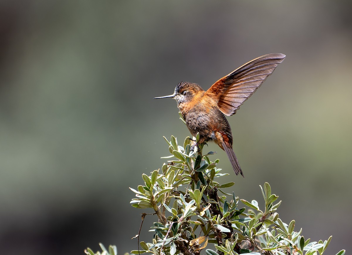 kolibřík duhovohřbetý - ML617611605