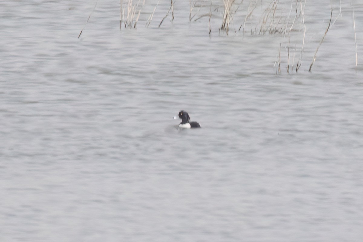 Tufted Duck - ML617611645