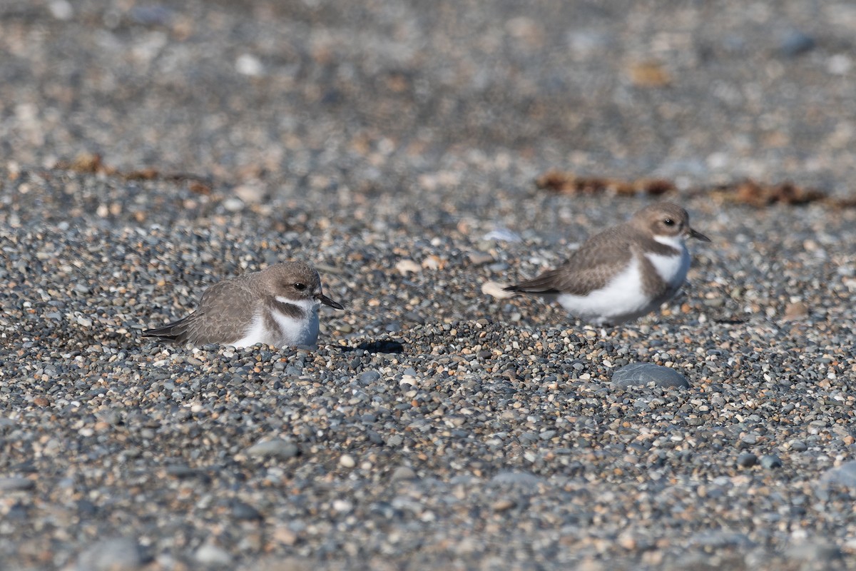 Two-banded Plover - ML617611658