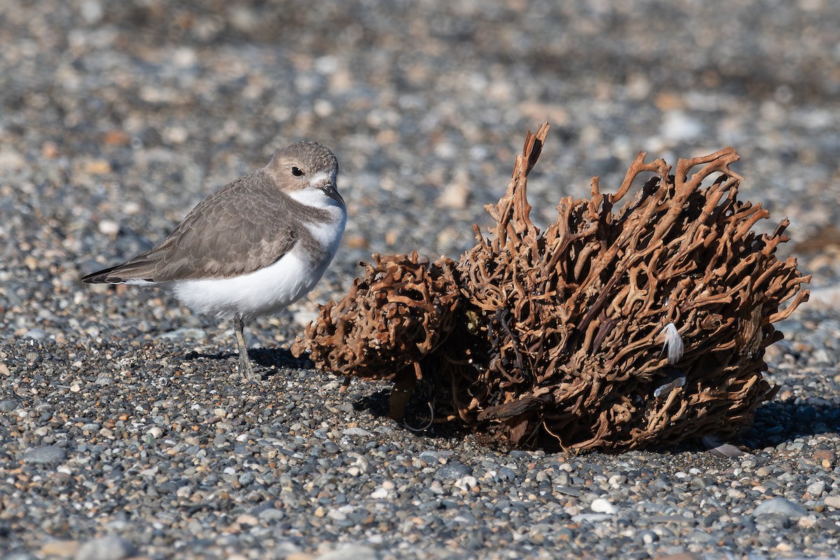Two-banded Plover - ML617611660