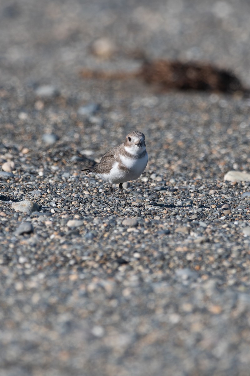 Two-banded Plover - ML617611664