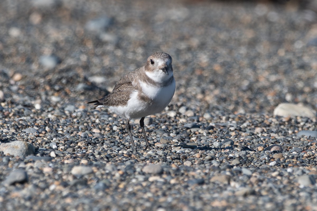 Two-banded Plover - ML617611665