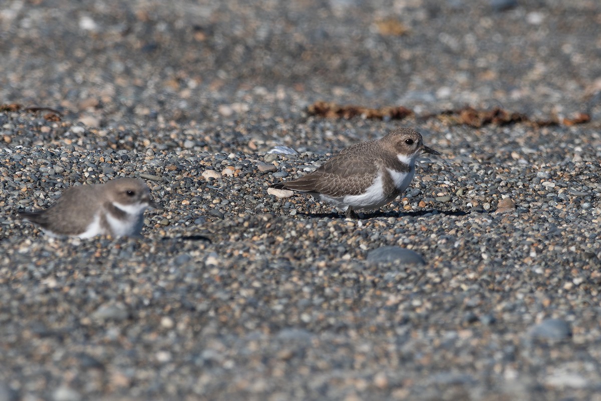 Two-banded Plover - ML617611666