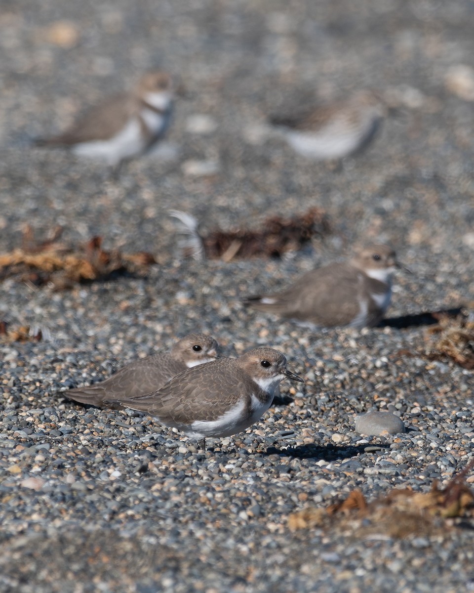 Two-banded Plover - ML617611667