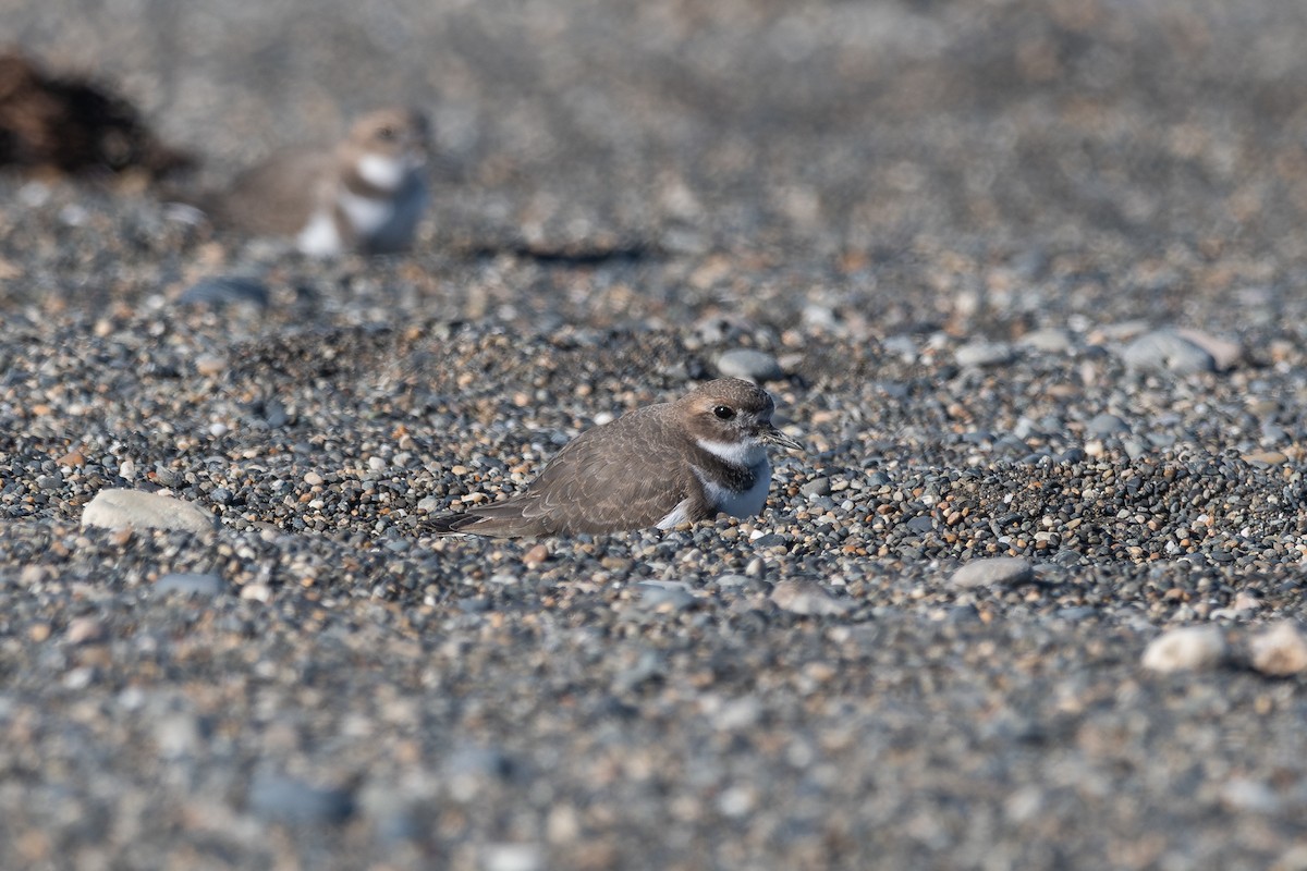 Two-banded Plover - ML617611669