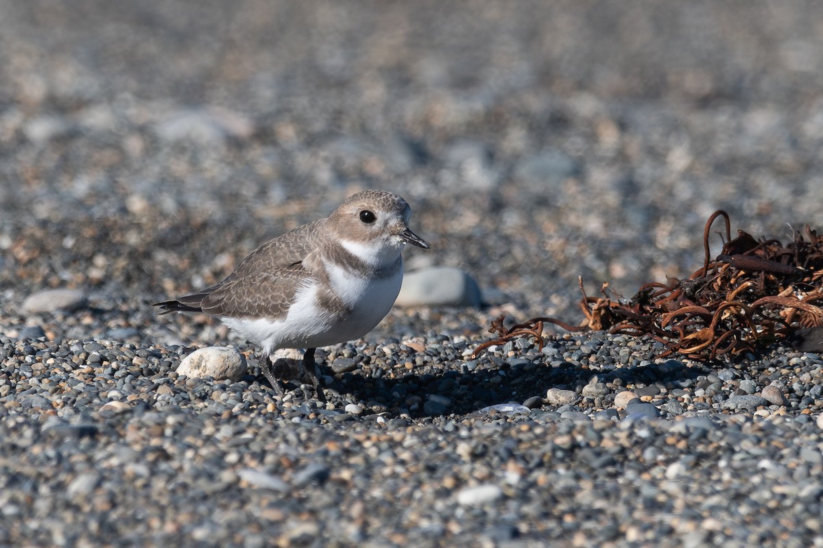 Two-banded Plover - ML617611670