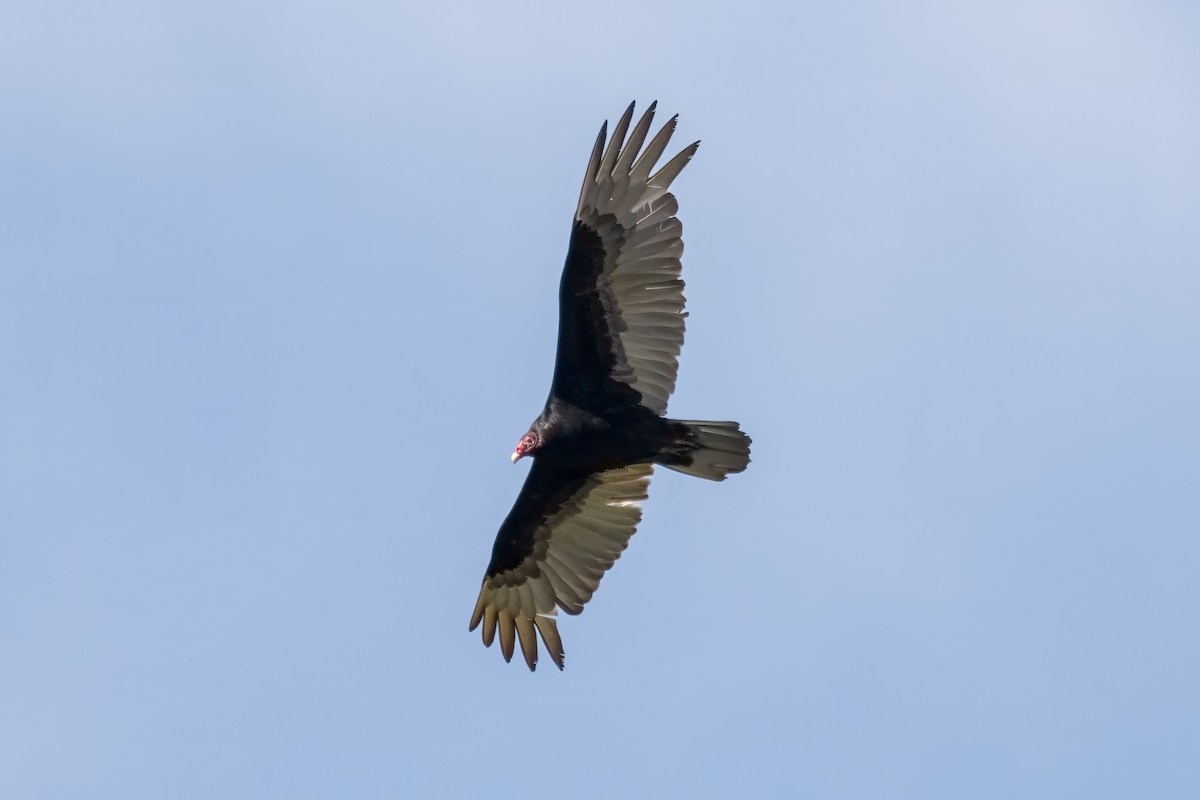 Turkey Vulture - ML617611685