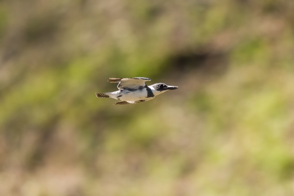 Belted Kingfisher - ML617611688