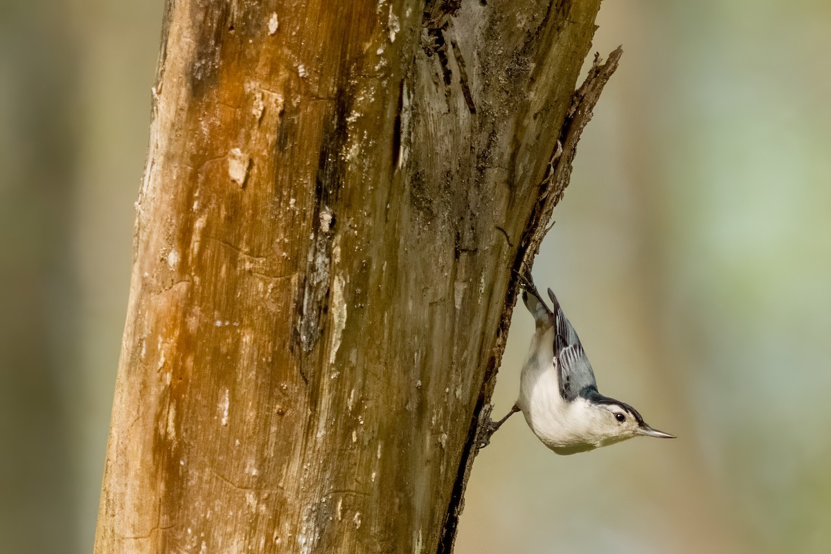 White-breasted Nuthatch - ML617611703