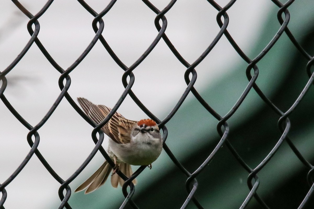 Chipping Sparrow - Walter Parker