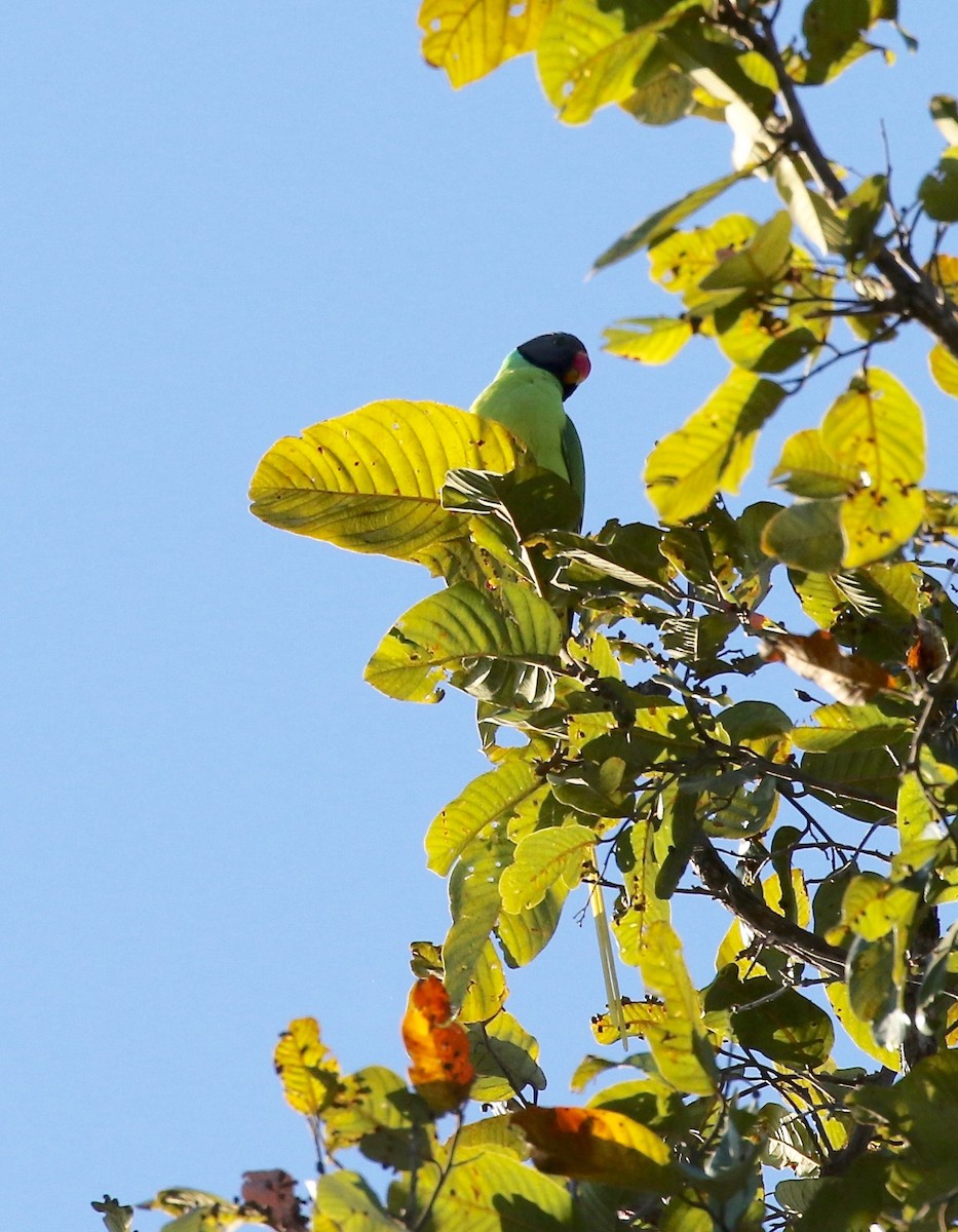 Finsch Yeşil Papağanı - ML617611717