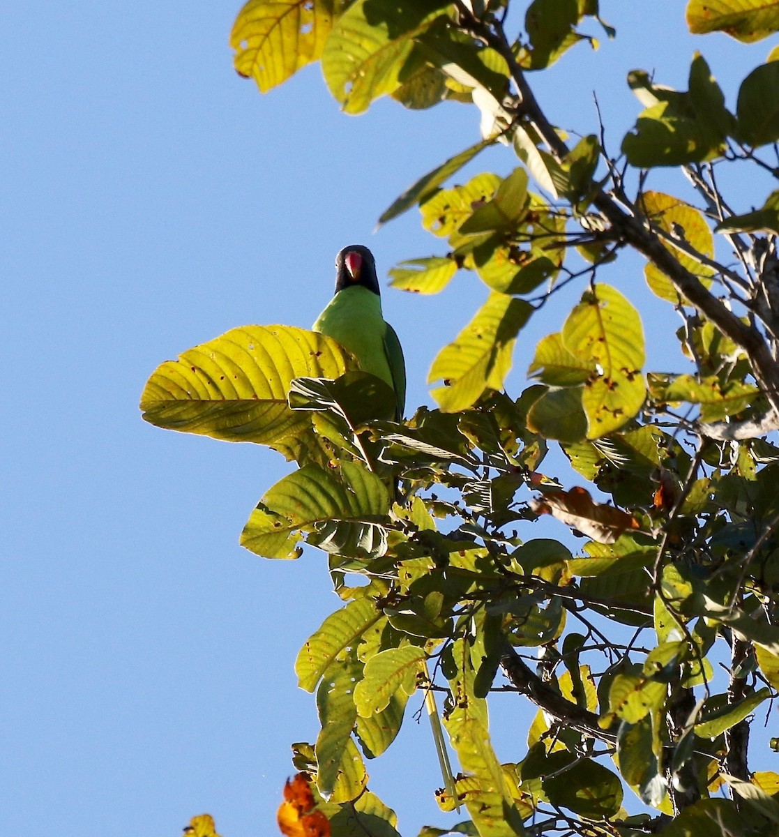 Finsch Yeşil Papağanı - ML617611718