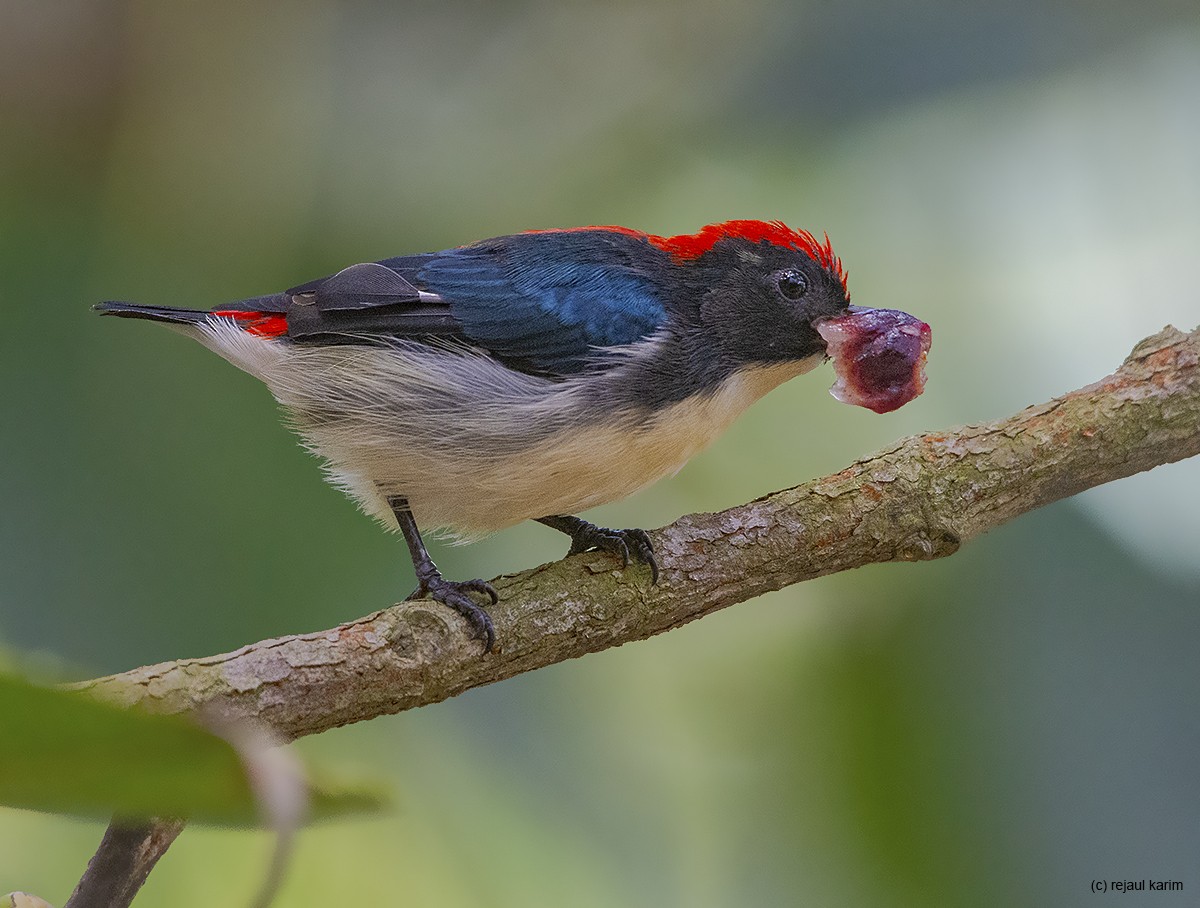 Scarlet-backed Flowerpecker - ML617611728