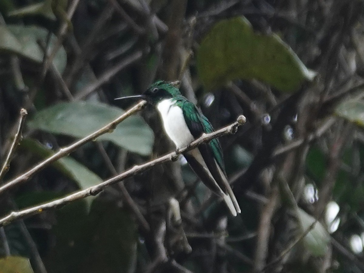 kolibřík černouchý - ML617611729