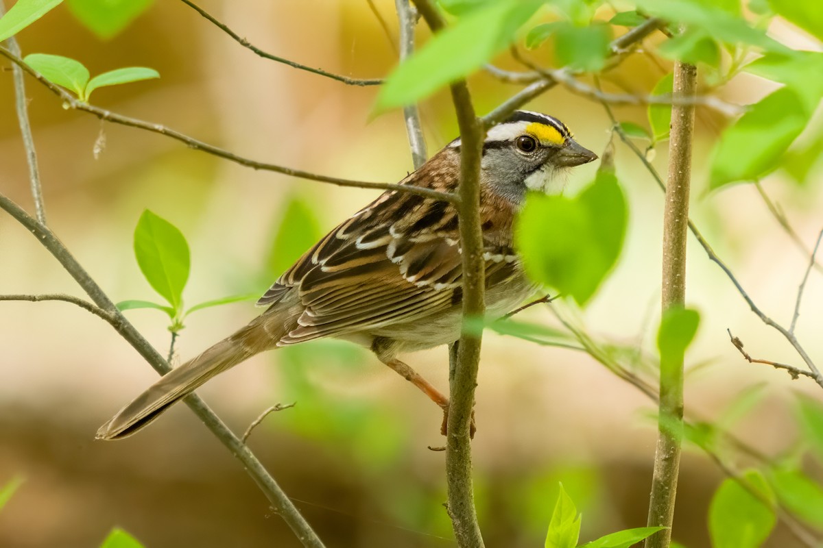 White-throated Sparrow - ML617611730