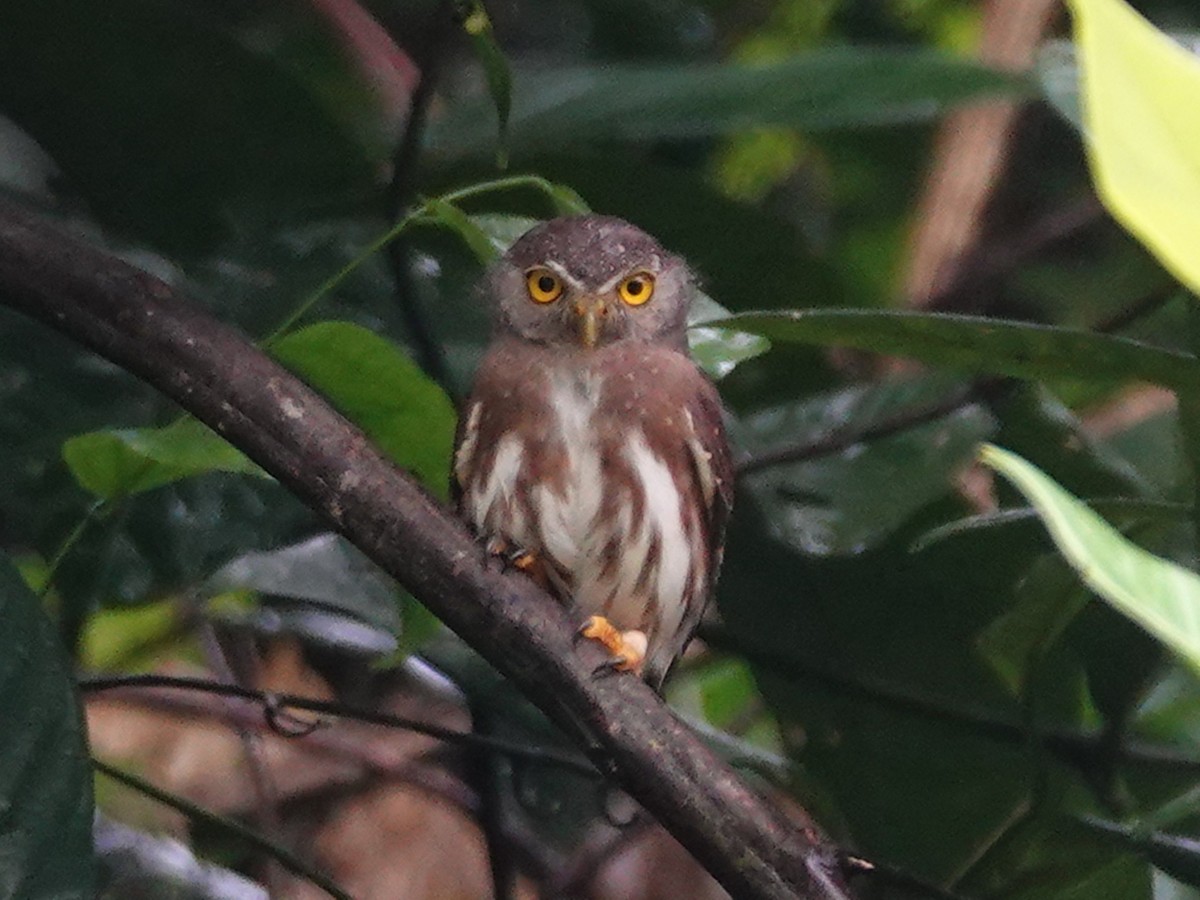 Amazonian Pygmy-Owl - ML617611738