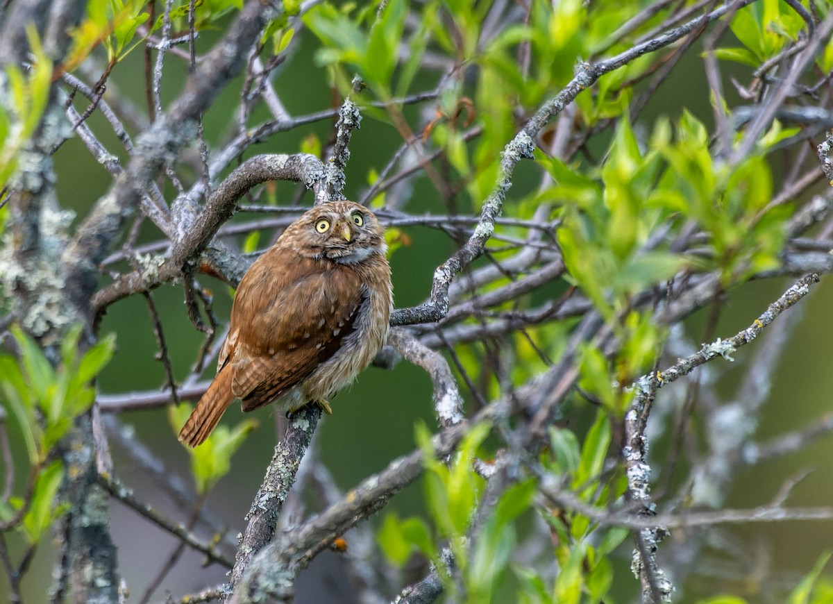 Peruvian Pygmy-Owl - ML617611834