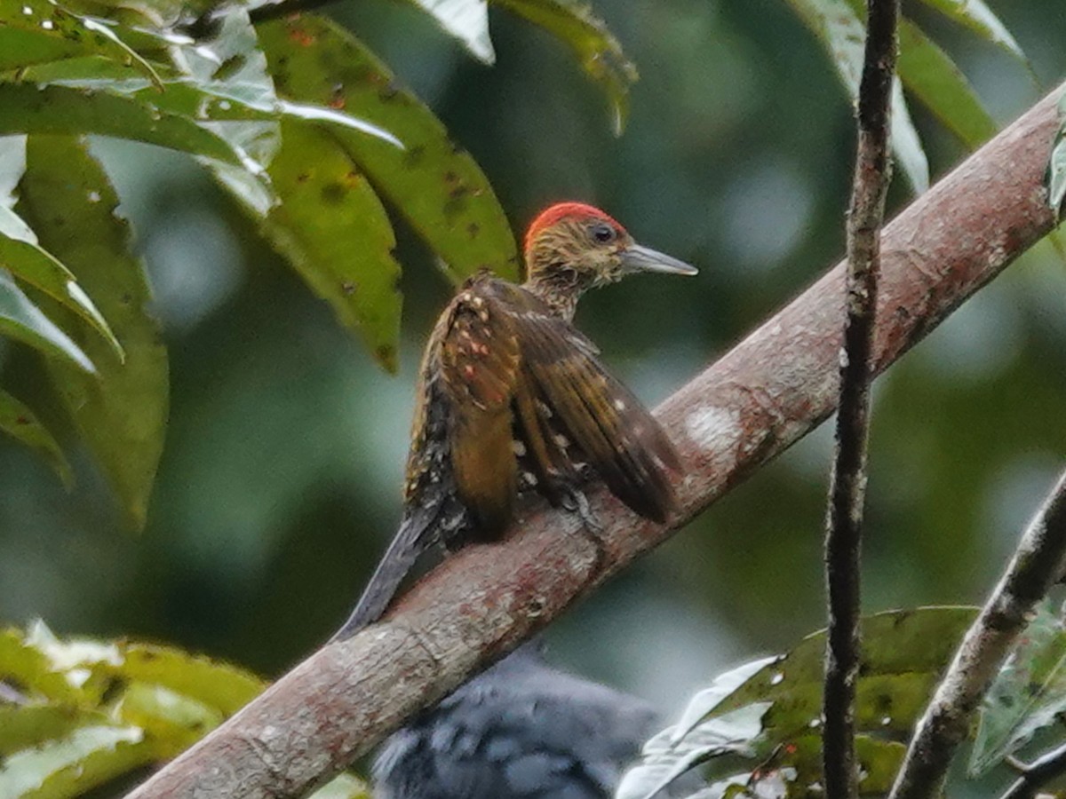 Red-stained Woodpecker - ML617611849