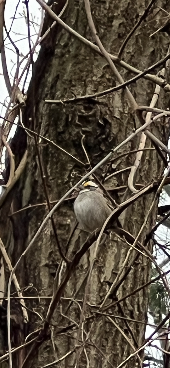 White-throated Sparrow - Robert Provost
