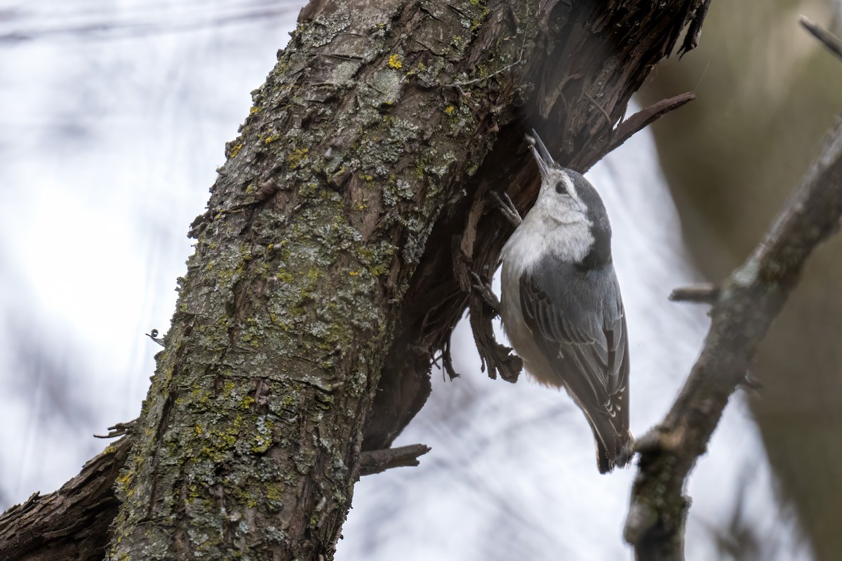 White-breasted Nuthatch - ML617611883