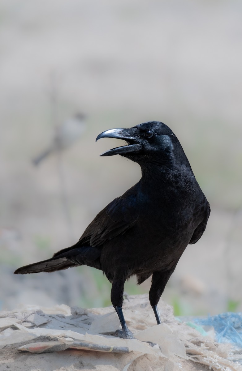 Large-billed Crow - ML617611898