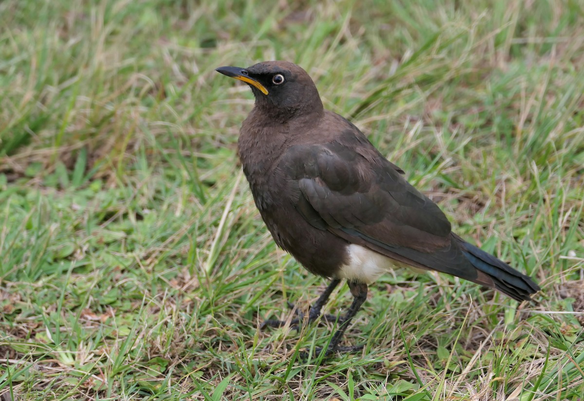 African Pied Starling - ML617611947