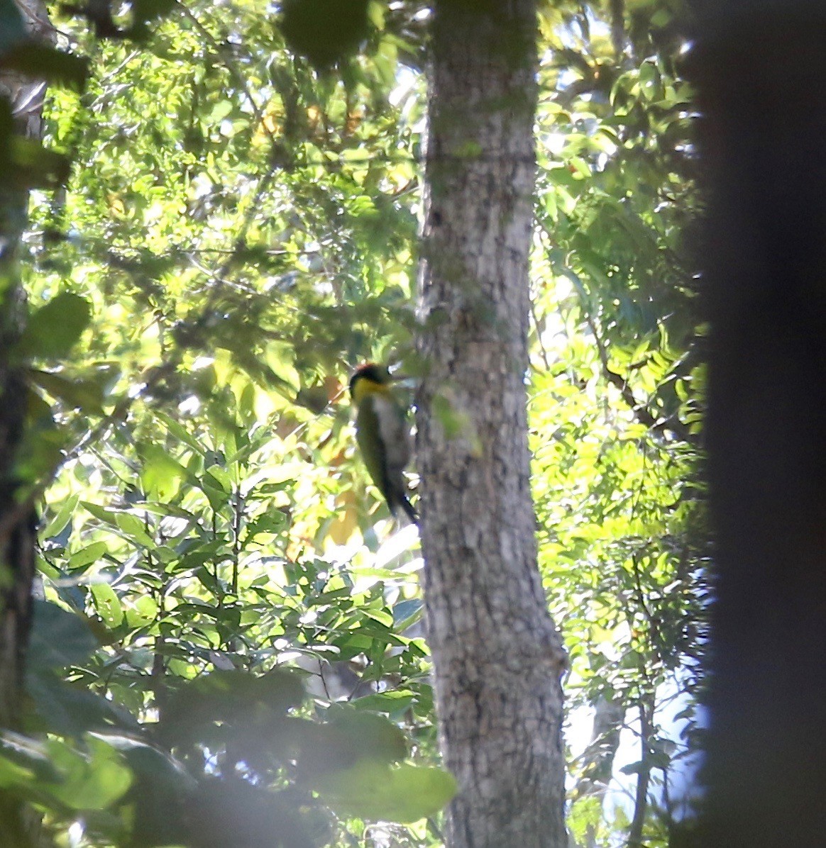 Black-headed Woodpecker - ML617612000