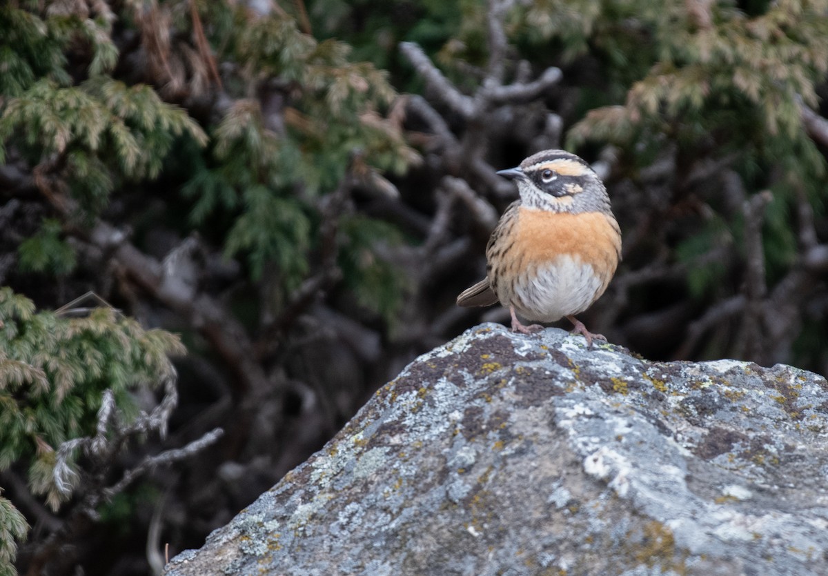Rufous-breasted Accentor - ML617612023