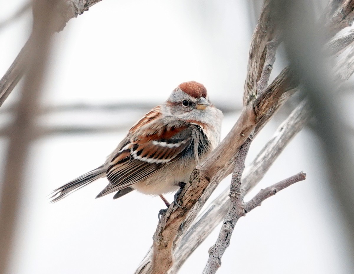 American Tree Sparrow - Mario Poirier