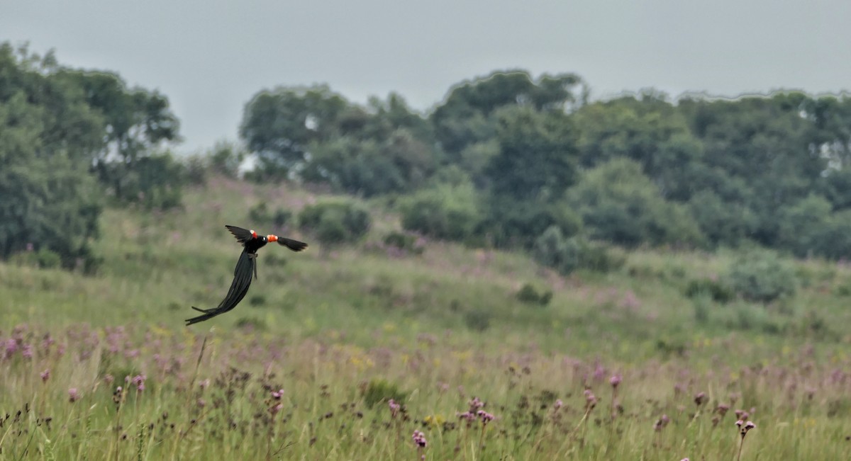 Long-tailed Widowbird - Hubert Söhner