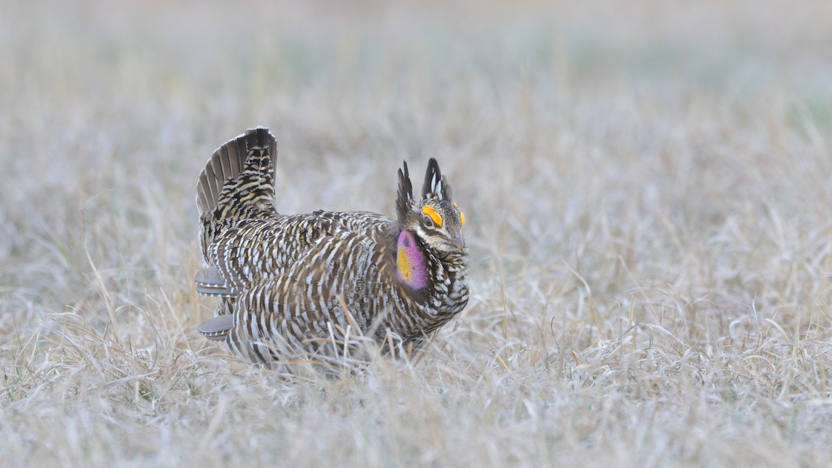 Sharp-tailed Grouse x Greater Prairie-Chicken (hybrid) - ML617612068