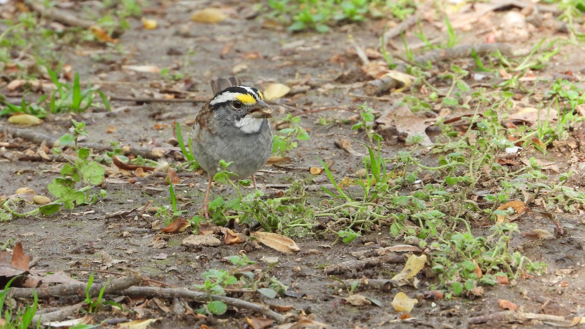 White-throated Sparrow - Andy Buchsbaum