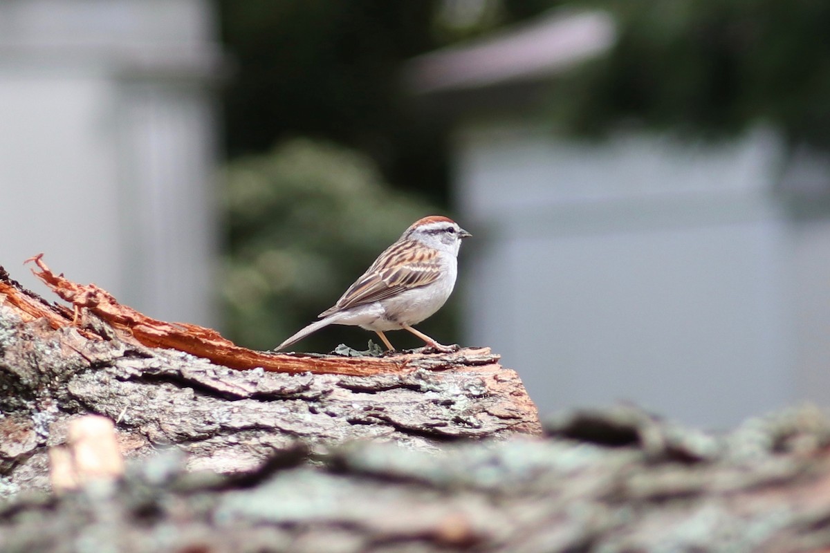 Chipping Sparrow - ML617612121