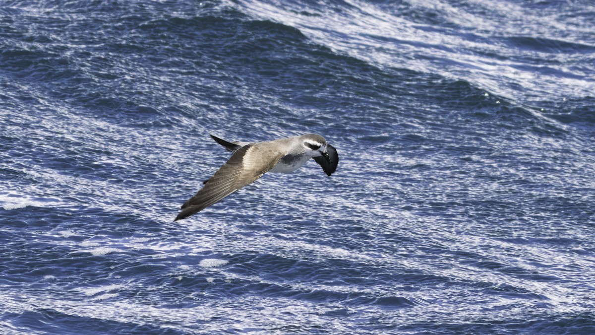 White-faced Storm-Petrel - ML617612260