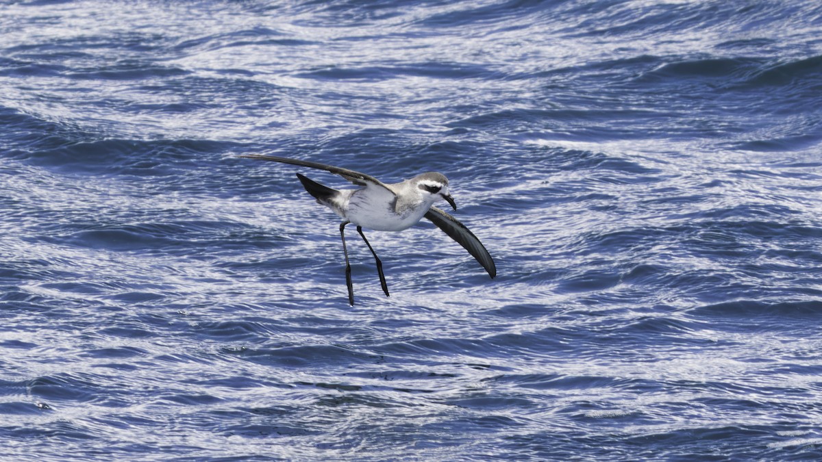 White-faced Storm-Petrel - ML617612261