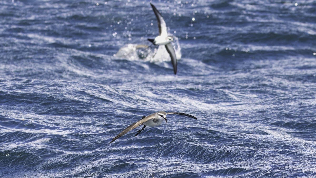 White-faced Storm-Petrel - ML617612262