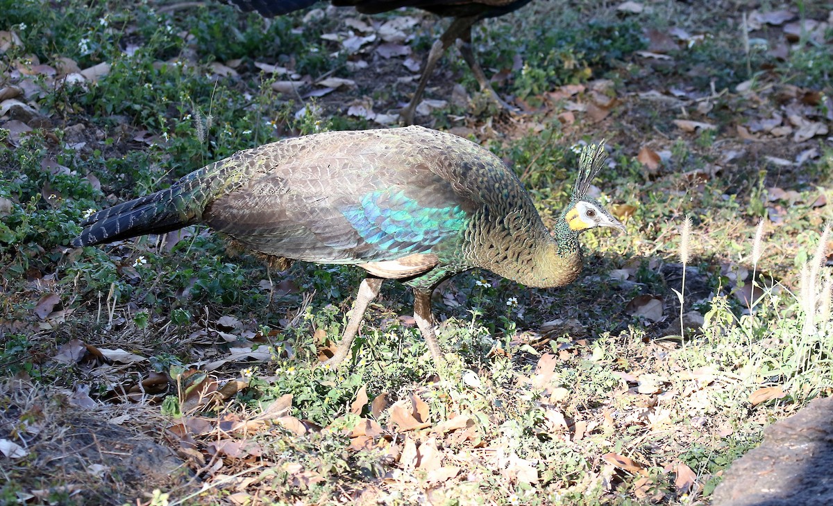 Green Peafowl - Sandy Vorpahl