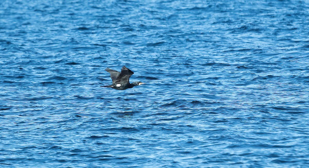 Great Cormorant (North Atlantic) - ML617612340