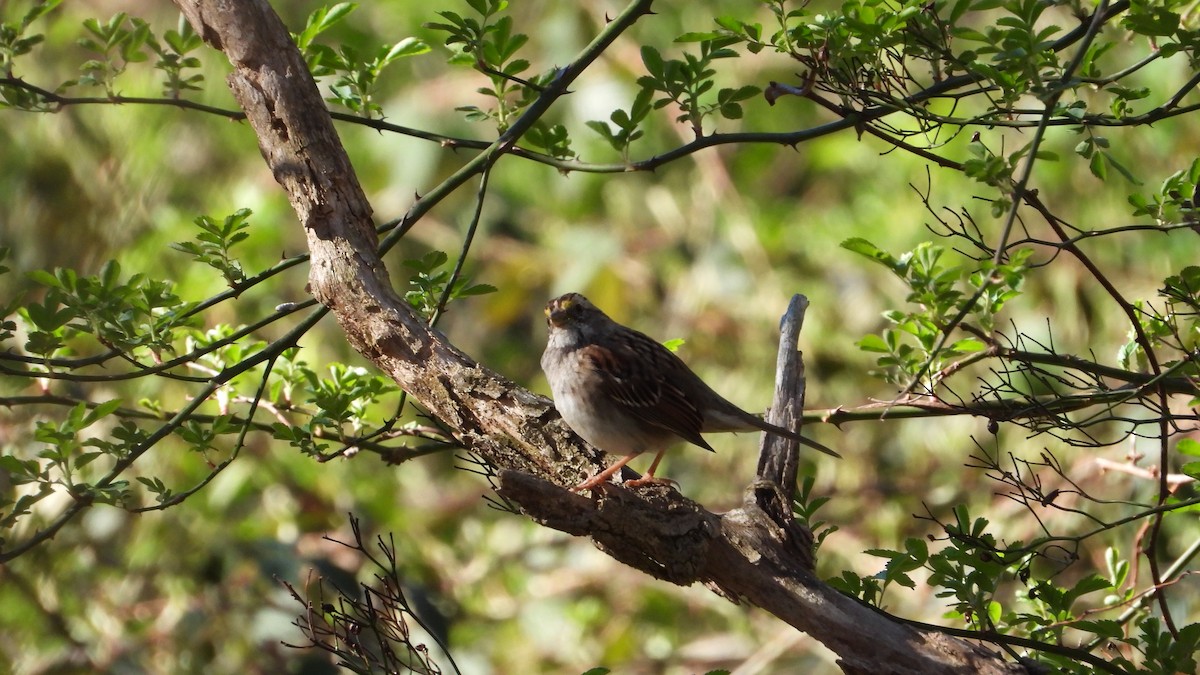White-throated Sparrow - ML617612341